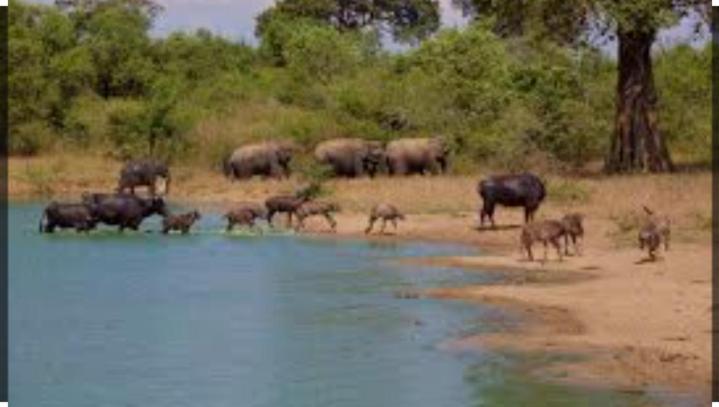 Wild Heaven Udawalawe Hotel ภายนอก รูปภาพ