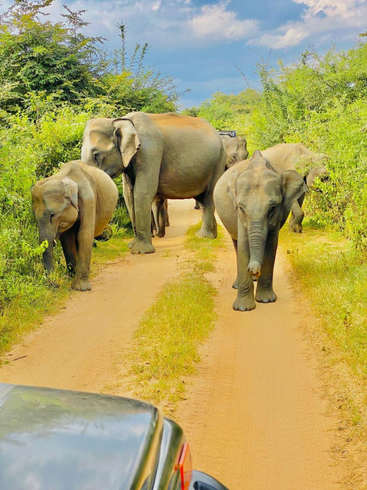Wild Heaven Udawalawe Hotel ภายนอก รูปภาพ