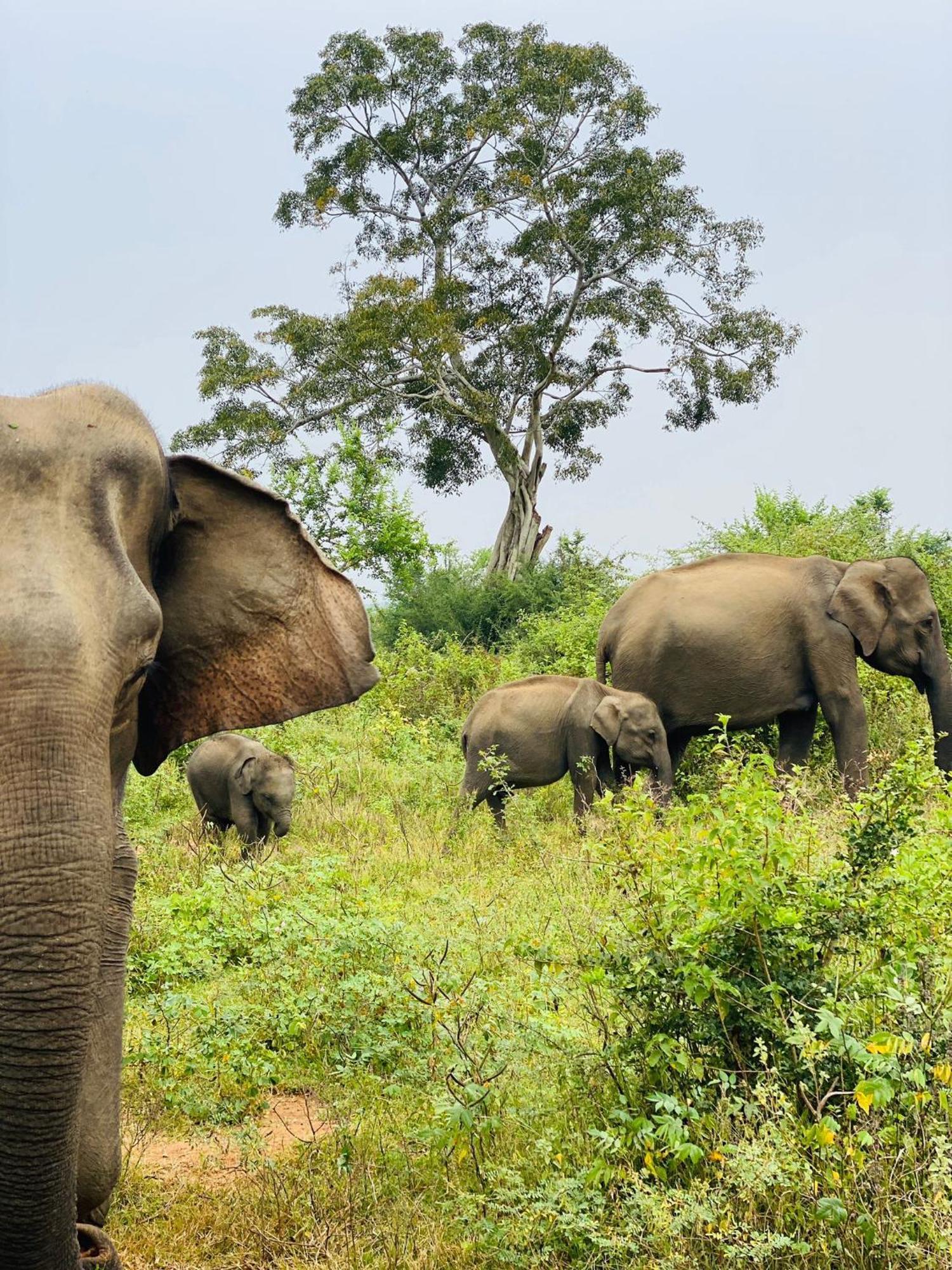 Wild Heaven Udawalawe Hotel ภายนอก รูปภาพ