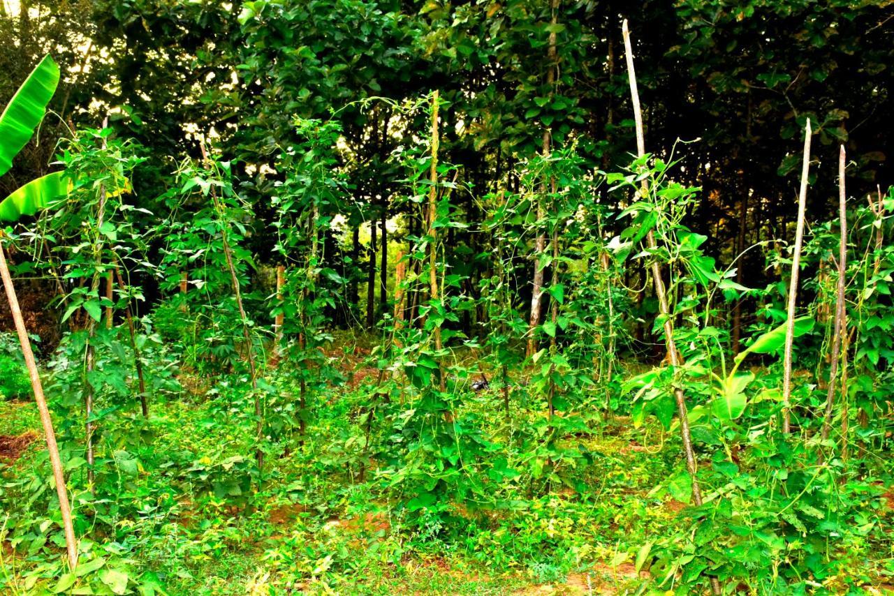Wild Heaven Udawalawe Hotel ภายนอก รูปภาพ